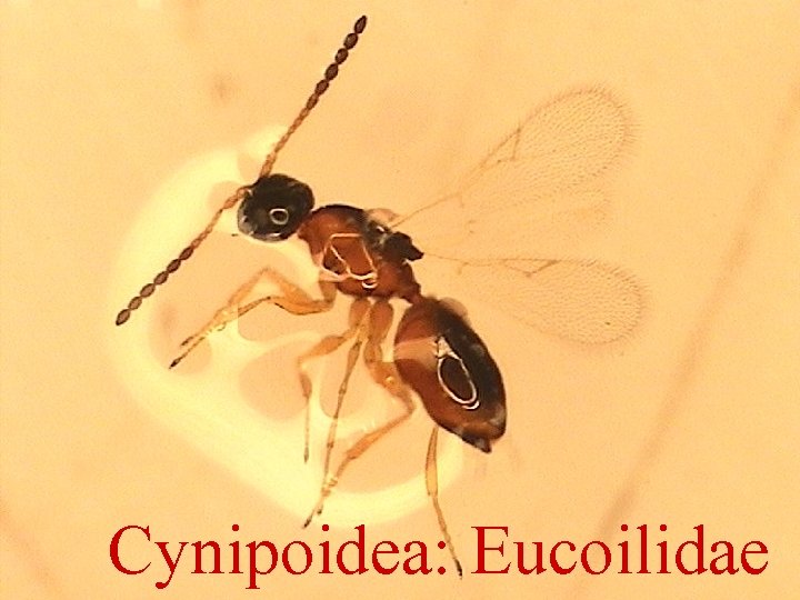 Cynipoidea: Eucoilidae 