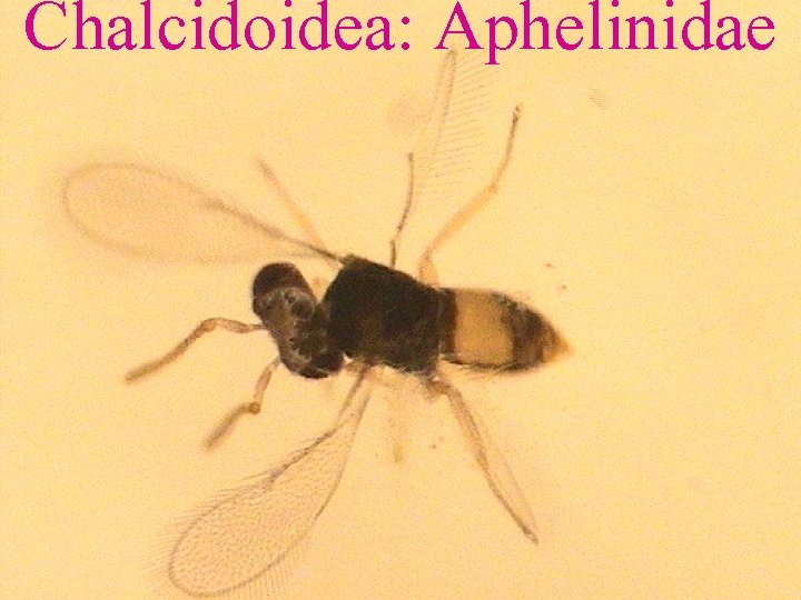 Chalcidoidea: Aphelinidae 