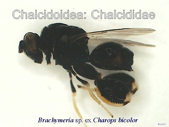 Brachymeria sp. ex Charops bicolor 