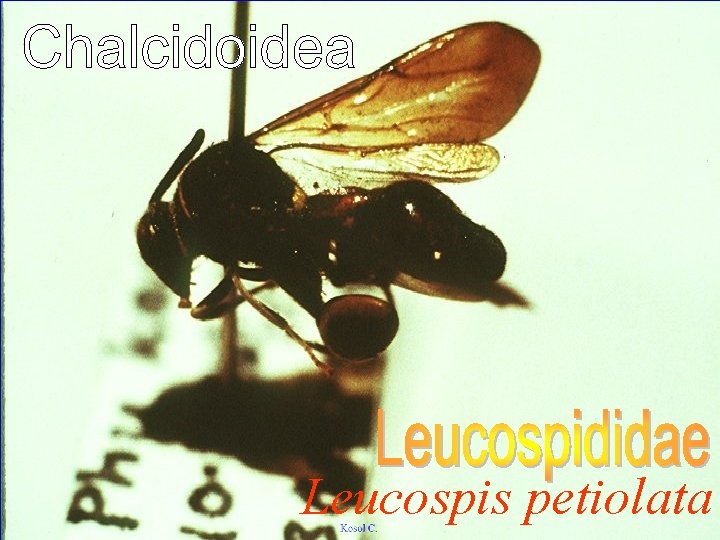 Leucospis petiolata 