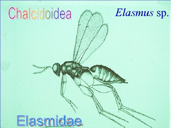 Elasmus sp. 