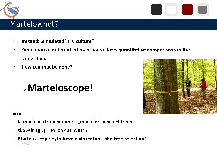 Martelowhat? • Instead: ‚simulated‘ silviculture? • Simulation of different interventions allows quantitative comparisons in