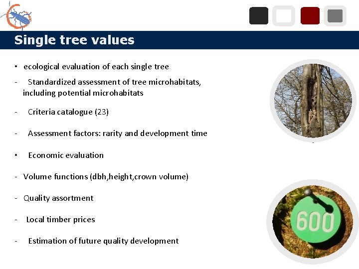 Single tree values • ecological evaluation of each single tree - Standardized assessment of