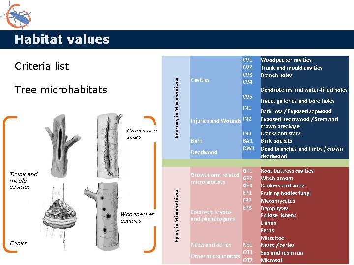 Habitat values Saproxylic Microhabitats Criteria list Tree microhabitats Cracks and scars Cavities CV 5