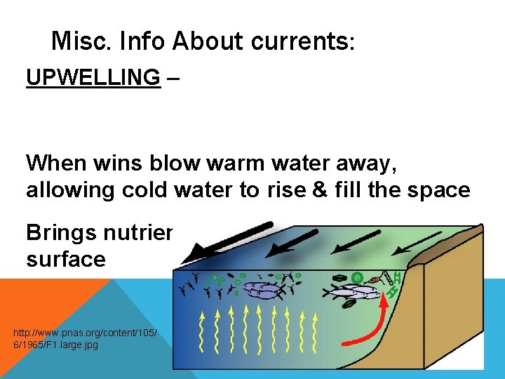 Misc. Info About currents: UPWELLING – When wins blow warm water away, allowing cold