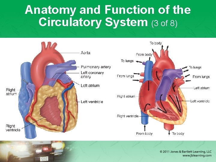 Anatomy and Function of the Circulatory System (3 of 8) 