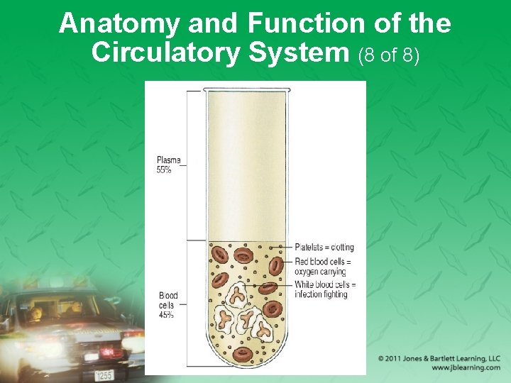 Anatomy and Function of the Circulatory System (8 of 8) 