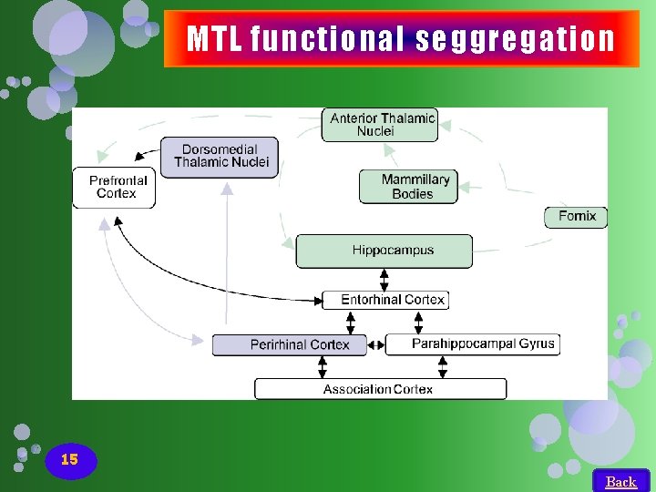 MTL functional seggregation 15 Back MTL functional seggregation 15 Back