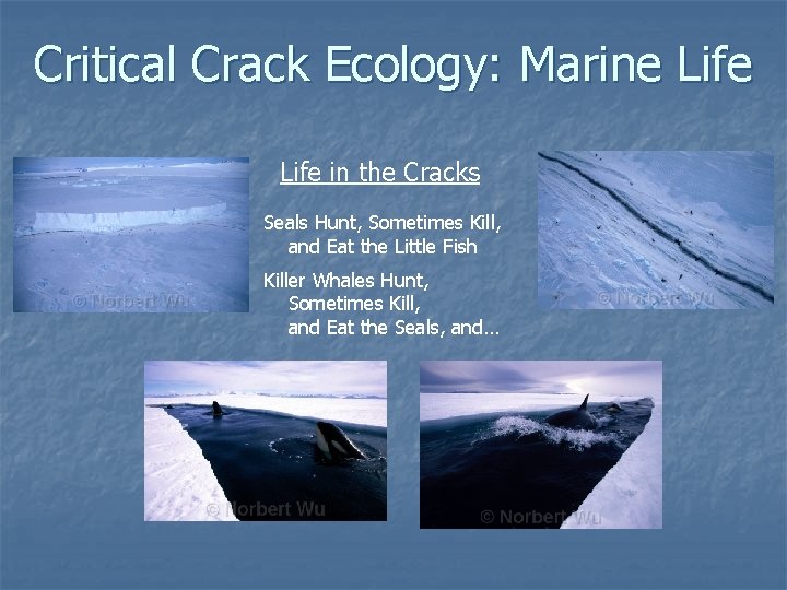 Critical Crack Ecology: Marine Life in the Cracks Seals Hunt, Sometimes Kill, and Eat