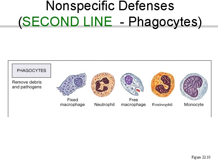 Nonspecific Defenses (SECOND LINE - Phagocytes) Figure 22. 10 