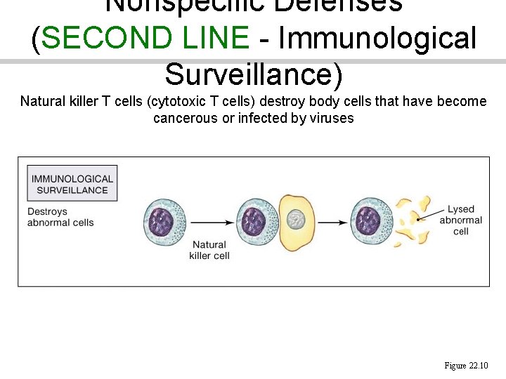 Nonspecific Defenses (SECOND LINE - Immunological Surveillance) Natural killer T cells (cytotoxic T cells)