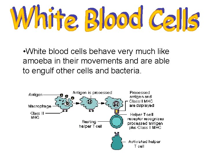  • White blood cells behave very much like amoeba in their movements and