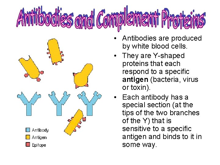  • Antibodies are produced by white blood cells. • They are Y-shaped proteins