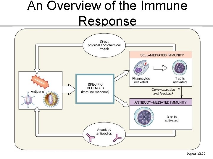 An Overview of the Immune Response Figure 22. 15 