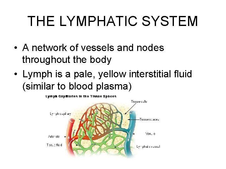 THE LYMPHATIC SYSTEM • A network of vessels and nodes throughout the body •