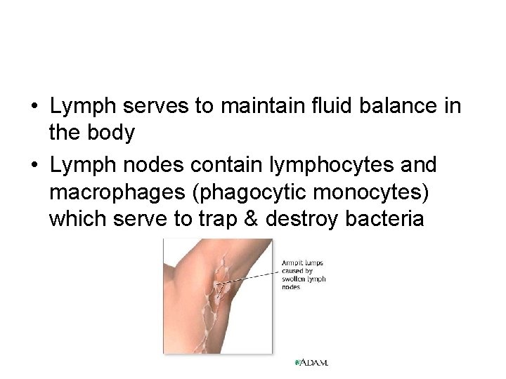  • Lymph serves to maintain fluid balance in the body • Lymph nodes