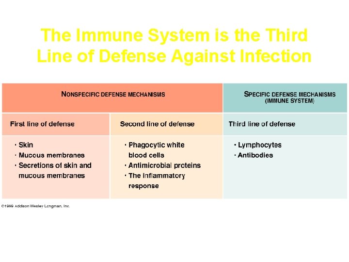 The Immune System is the Third Line of Defense Against Infection 