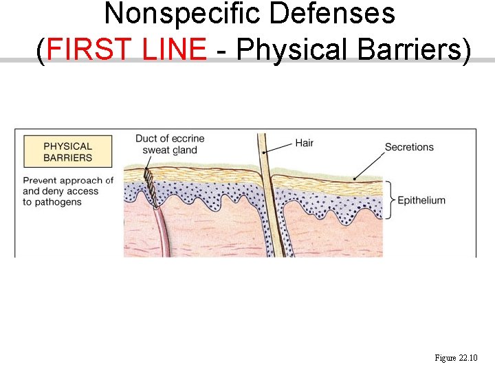 Nonspecific Defenses (FIRST LINE - Physical Barriers) Figure 22. 10 