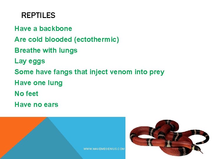 REPTILES Have a backbone Are cold blooded (ectothermic) Breathe with lungs Lay eggs Some