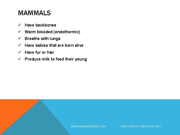 MAMMALS ü Have backbones ü Warm blooded (endothermic) ü Breathe with lungs ü Have