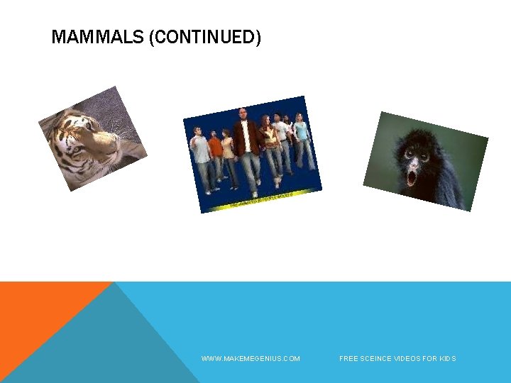 MAMMALS (CONTINUED) WWW. MAKEMEGENIUS. COM FREE SCEINCE VIDEOS FOR KIDS 