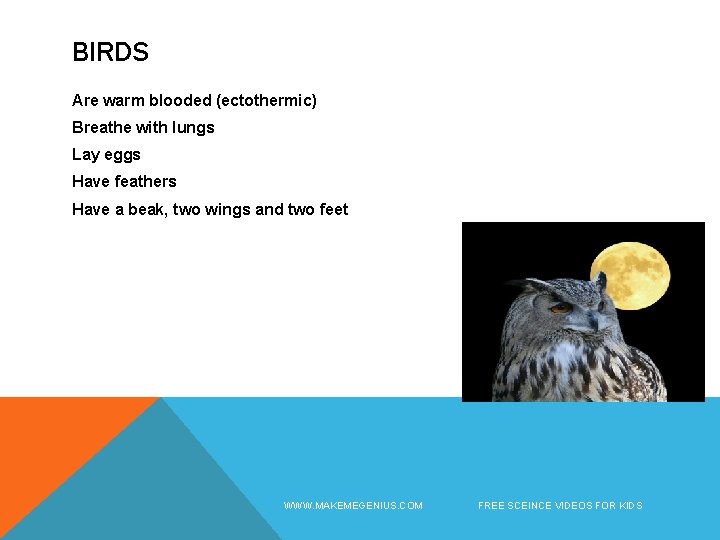 BIRDS Are warm blooded (ectothermic) Breathe with lungs Lay eggs Have feathers Have a