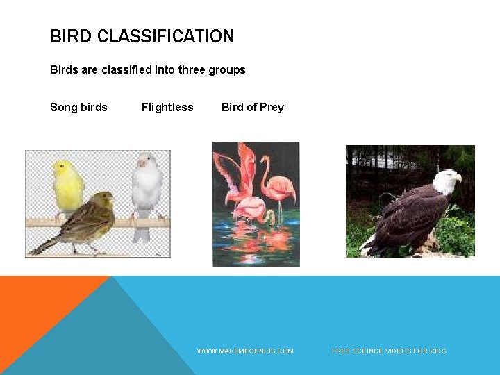 BIRD CLASSIFICATION Birds are classified into three groups Song birds Flightless Bird of Prey