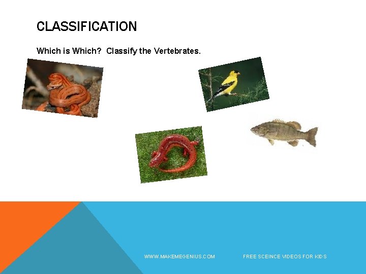 CLASSIFICATION Which is Which? Classify the Vertebrates. WWW. MAKEMEGENIUS. COM FREE SCEINCE VIDEOS FOR