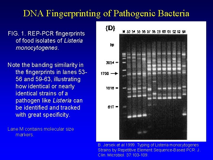 DNA Fingerprinting of Pathogenic Bacteria FIG. 1. REP-PCR fingerprints of food isolates of Listeria