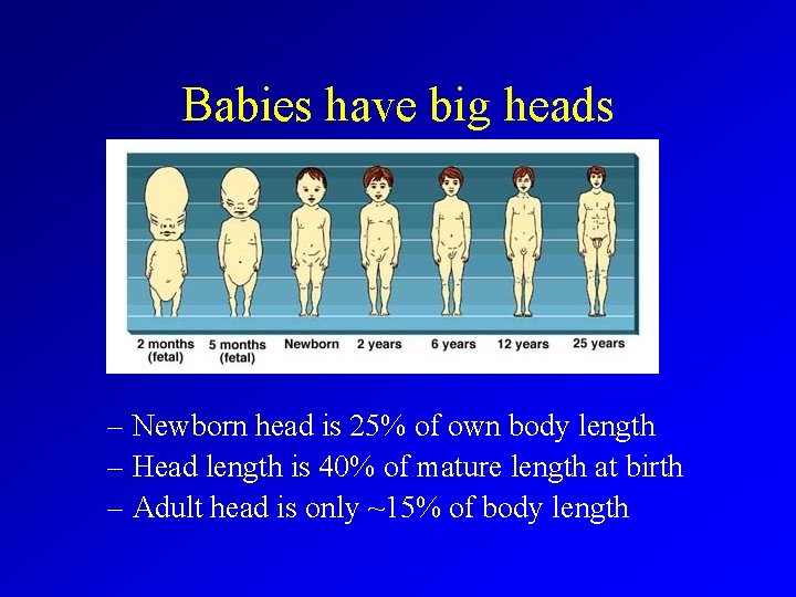 Babies have big heads – Newborn head is 25% of own body length –