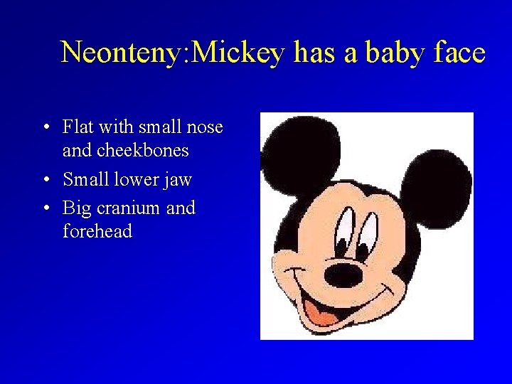 Neonteny: Mickey has a baby face • Flat with small nose and cheekbones •