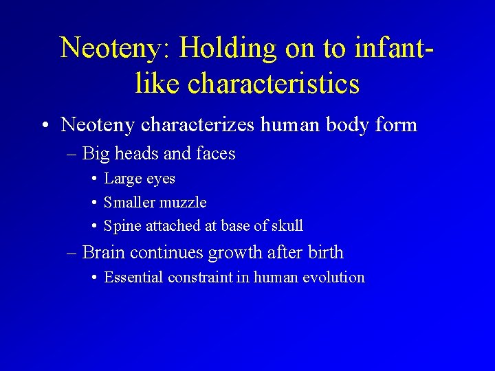 Neoteny: Holding on to infantlike characteristics • Neoteny characterizes human body form – Big