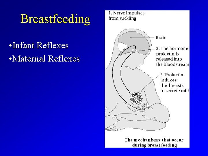 Breastfeeding • Infant Reflexes • Maternal Reflexes 