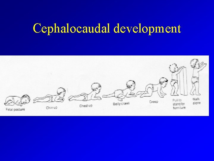 Cephalocaudal development 