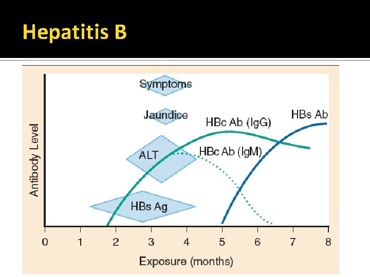 Hepatitis B 