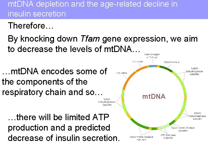 mt. DNA depletion and the age-related decline in insulin secretion Therefore… By knocking down