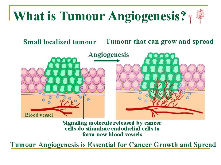 What is Tumour Angiogenesis? Small localized tumour Tumour that can grow and spread Angiogenesis