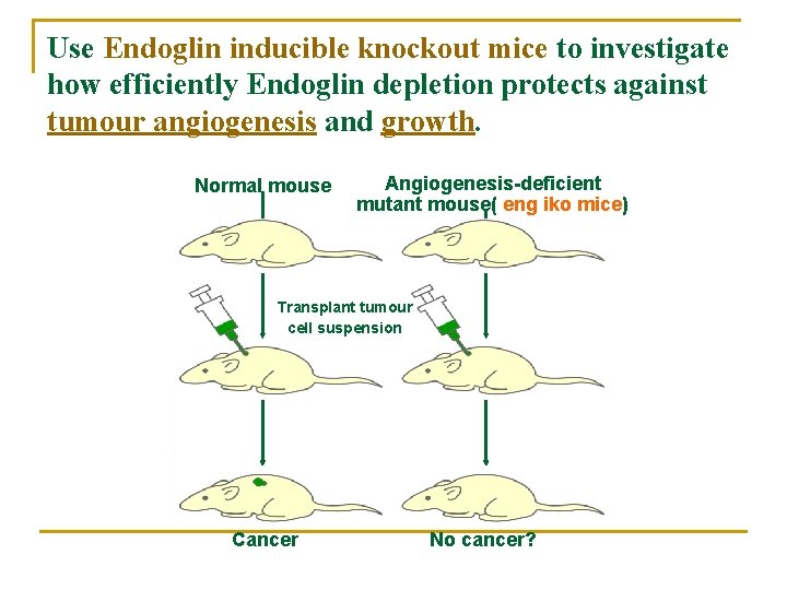 Use Endoglin inducible knockout mice to investigate how efficiently Endoglin depletion protects against tumour