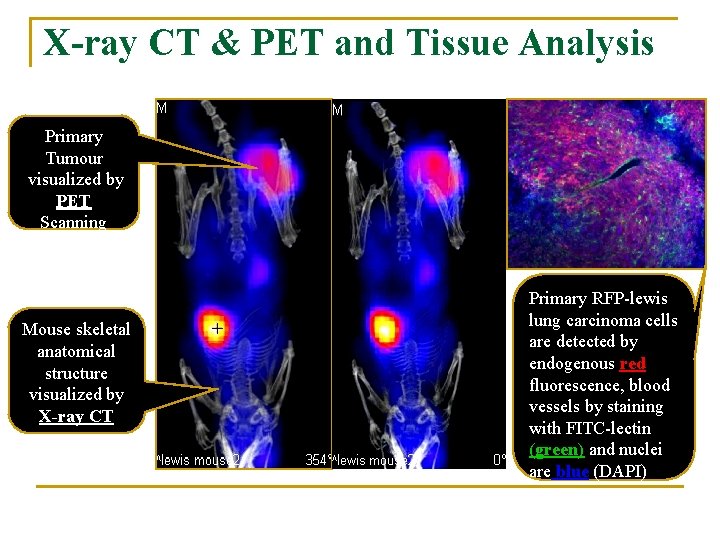 X-ray CT & PET and Tissue Analysis Primary Tumour visualized by PET Scanning Mouse