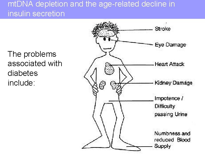 mt. DNA depletion and the age-related decline in insulin secretion The problems associated with