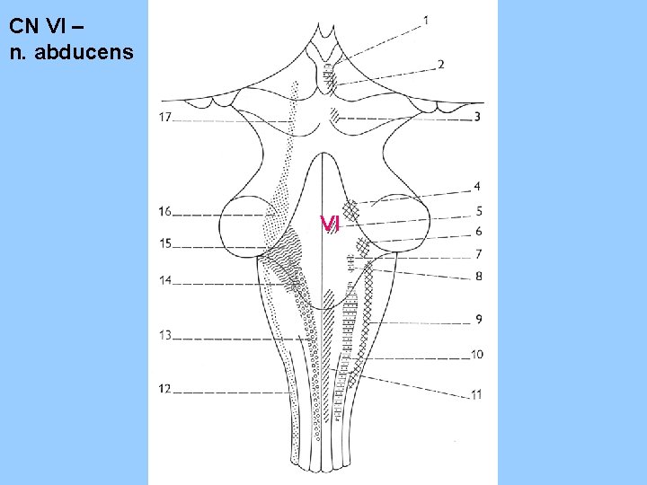 CN VI – n. abducens VI 