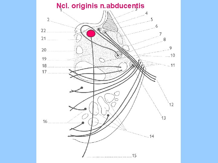 Ncl. originis n. abducentis 