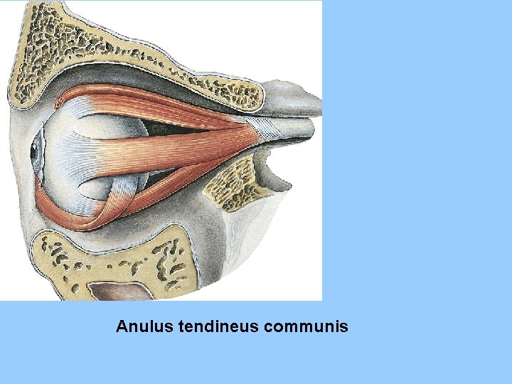 Anulus tendineus communis 