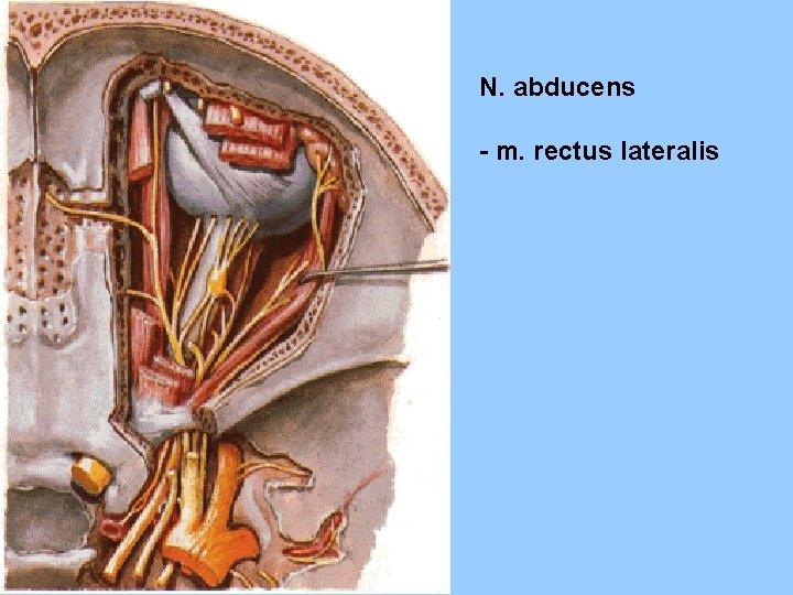 N. abducens - m. rectus lateralis 