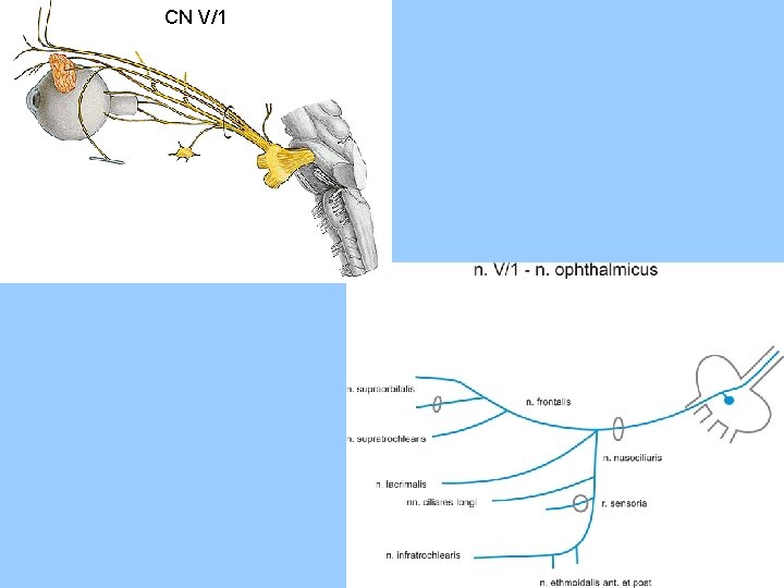 CN V/1 n. V/1 - n. ophthalmicus 