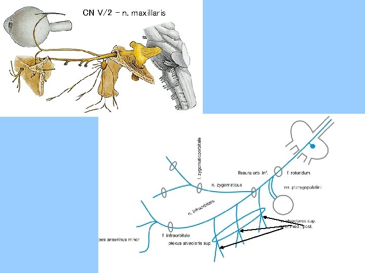 CN V/2 - n. maxillaris 