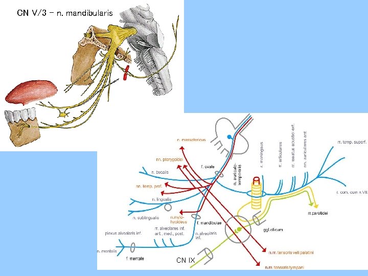 CN V/3 - n. mandibularis CN IX 