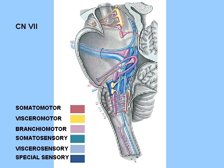 CN VII SOMATOMOTOR VISCEROMOTOR BRANCHIOMOTOR SOMATOSENSORY VISCEROSENSORY SPECIAL SENSORY 