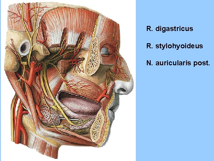 R. digastricus R. stylohyoideus N. auricularis post. 