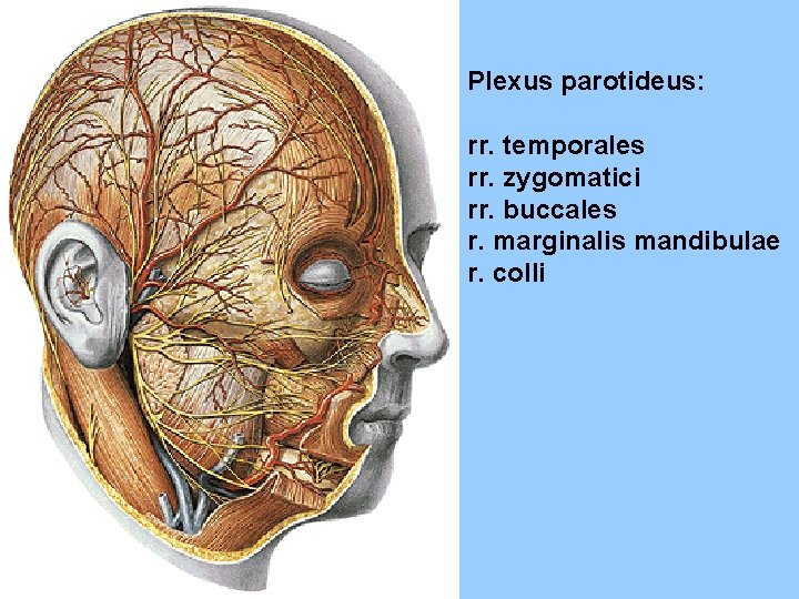 Plexus parotideus: rr. temporales rr. zygomatici rr. buccales r. marginalis mandibulae r. colli 